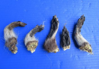 Five Raccoon Feet with Fur Preserved with Formaldehyde 3 to 4 inches long for <font color=red>$14.99</font> (Plus $8.00 Ground Advantage Mail)