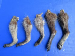 5 Real Raccoon Legs...