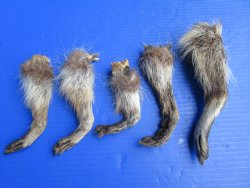 5 Real Raccoon Legs Preserved with Formaldehyde - $19.99
