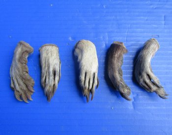 Five Raccoon Feet with Fur Preserved with Formaldehyde 3 to 4 inches long for <font color=red>$14.99</font> (Plus $8 Ground Advantage Mail)