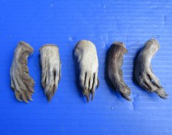 Five Raccoon Feet with Fur Preserved with Formaldehyde 3 to 4 inches long for<font color=red>  $14.99</font> (Plus $8.00 First Class Mail)