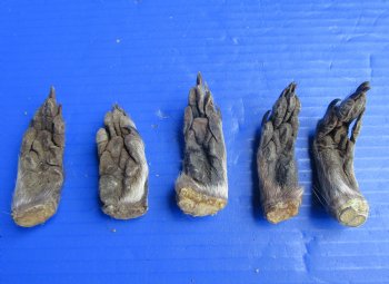 Five Raccoon Feet with Fur Preserved with Formaldehyde 3 to 4 inches long for <font color=red>$14.99</font> (Plus $8 Ground Advantage Mail)