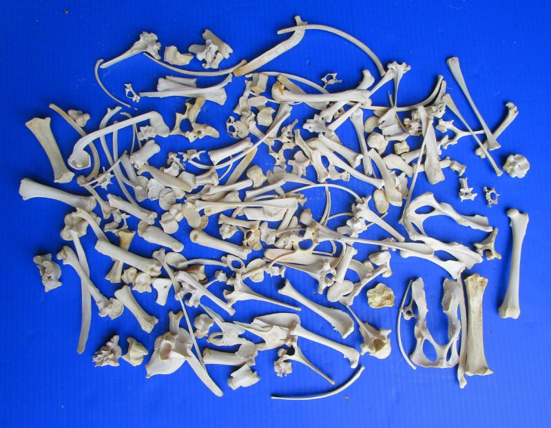 200 Assorted Tiny and Small Animal Bones for .35 each