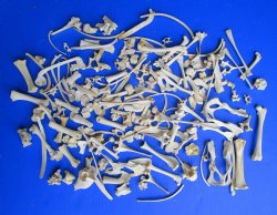 200 Assorted Small Animal Bones 1/2 to 5 inches, Raccoon, Opossum, Wild Boar Bones for .35 each