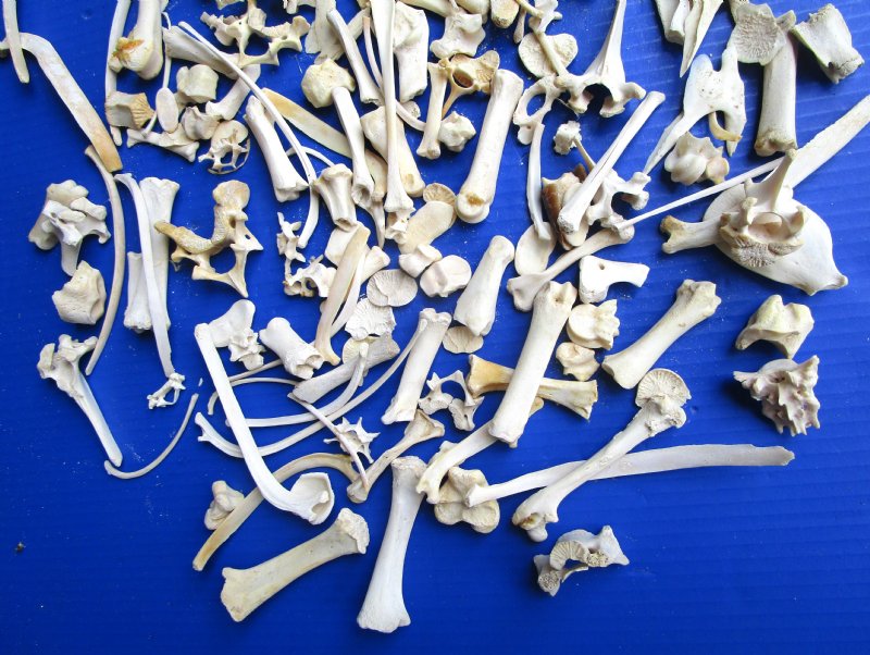 200 Assorted Tiny and Small Animal Bones for .35 each