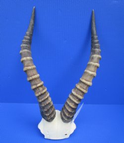 15-3/4 and 16 inches Large African Blesbok Horns on Skull Plate, Cap (drilled holes) for $44.99