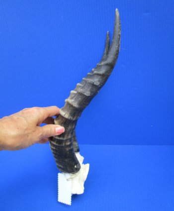 15-3/4 and 16 inches Large African Blesbok Horns on Skull Plate, Cap (drilled holes) for $44.99