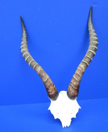 15-1/2 and 15-3/4 inches Large African Blesbok Horns on Skull Plate, Cap for $44.99