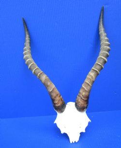 15-1/2 and 15-3/4 inches Large African Blesbok Horns on Skull Plate, Cap for $44.99