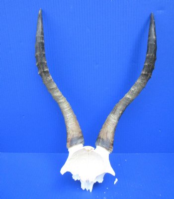 15-1/2 and 15-3/4 inches Large African Blesbok Horns on Skull Plate, Cap for $44.99