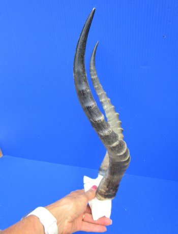 15-1/2 and 15-3/4 inches Large African Blesbok Horns on Skull Plate, Cap for $44.99