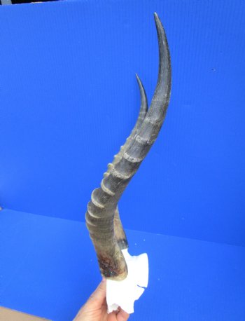 15-1/2 and 15-3/4 inches Large African Blesbok Horns on Skull Plate, Cap for $44.99