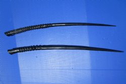 Two <font color=red> Polished</font> African Gemsbok , Oryx horns 33-3/4 and 34-7/8 inches for $44 each