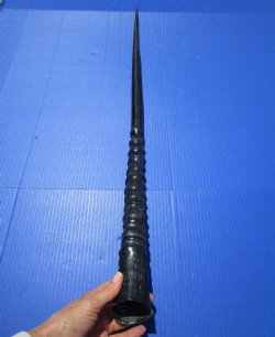 33 inches <font color=red> Polished</font> African Gemsbok , Oryx horn for $44.99