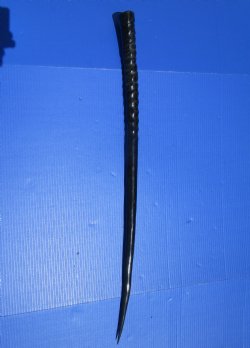 34-3/4 inches <font color=red> Polished</font> African Gemsbok , Oryx horn for $44.99