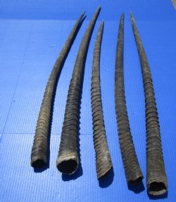 5  African Gemsbok, Oryx Horns 29-3/4 to 31 inches long for $19.00 each
