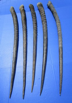 5  Large African Gemsbok, Oryx Horns 33-3/4 to 35 inches long for $22.00 each