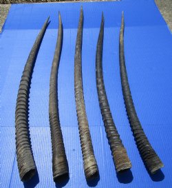 5  <font color=red>Extra Large</font> African Gemsbok, Oryx Horns 36-1/2 to 41 inches long for $22.00 each