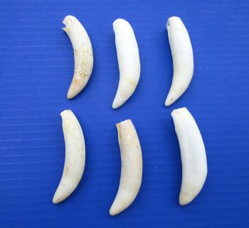 6 Real Extra Large Florida Alligator Teeth 3-1/2 to 3-5/8 inches for $16 each (Plus $8.00 Postage)