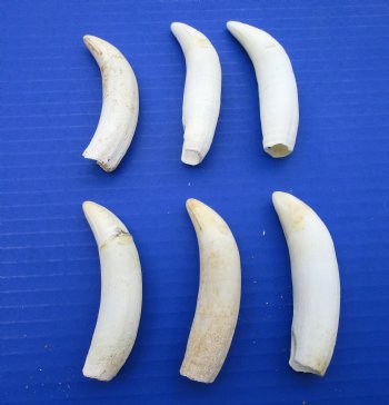 6 Real Extra Large Florida Alligator Teeth 3-1/2 to 3-5/8 inches for $16 each (Plus $8.00 Postage)