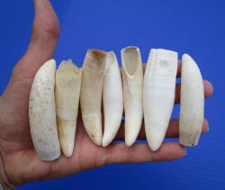 6 Authentic Extra Large Florida Alligator Teeth 3-1/2 to 3-5/8 inches for $16 each (Plus $8.00 Postage)