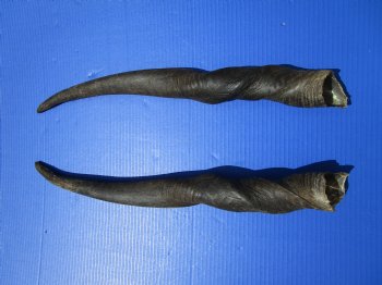 24 inches Pair of African Cow Eland Horns (split in one horn) for $44.99