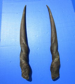 26 inches Pair of African Cow Eland Horns for $54.99
