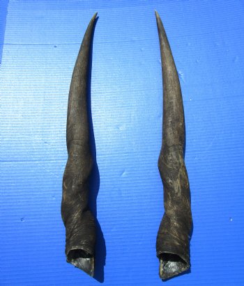 26 inches Pair of African Cow Eland Horns for $54.99