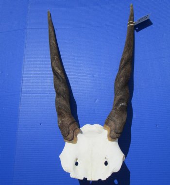 Female,Cow Eland Skull Plate with 25-3/4 and 26 inches Horns for $74.99