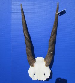 Female,Cow Eland Skull Plate with 25-3/4 and 26 inches Horns for $74.99