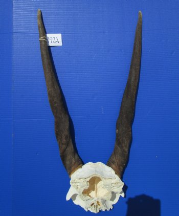 Female,Cow Eland Skull Plate with 25-3/4 and 26 inches Horns for $74.99