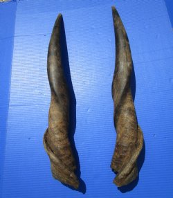 28 inches Pair of African Bull Eland Horns (Grade 2 with splits in horns) for $69.99