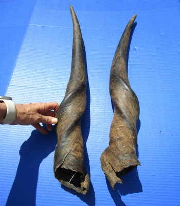 28 inches Pair of African Bull Eland Horns (Grade 2 with splits in horns) for $69.99