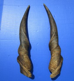 25 and 26 inches Pair of African Bull Eland Horns for $84.99