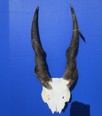 African Bull Eland Skull Plate with 26 and 26-1/2 inches Horns for $89.99