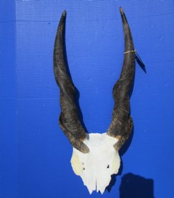 African Bull Eland Skull Plate with 26 and 26-1/2 inches Horns for $89.99