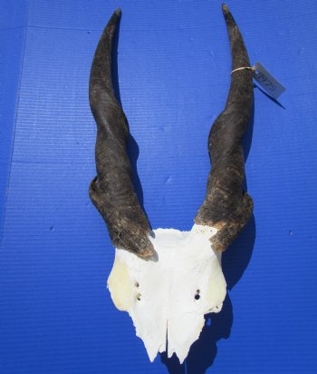 African Bull Eland Skull Plate with 26 and 26-1/2 inches Horns for $89.99