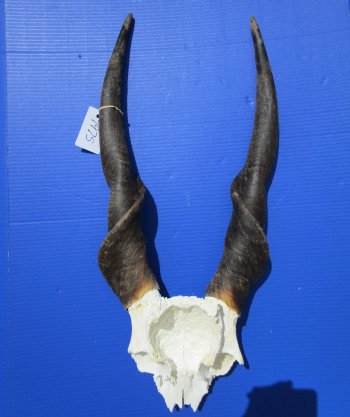 African Bull Eland Skull Plate with 26 and 26-1/2 inches Horns for $89.99