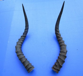 20-1/2 and 21-1/4 inches African Impala Horns with Bone Core (1 Right, 1 Left) - for $19 each