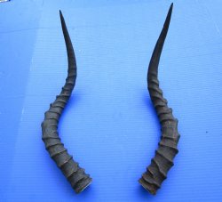 20-1/2 and 21-1/4 inches African Impala Horns with Bone Core (1 Right, 1 Left) - for $19 each