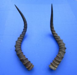 21-1/2 and 21 inches African Impala Horns with Bone Core (1 Right, 1 Left) - for $19 each