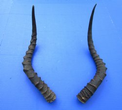 20-1/2 inches African Impala Horns with Bone Core (1 Right, 1 Left) - for $19 each