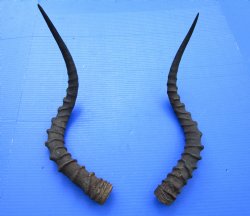 20-1/2 and 21-7/8 inches African Impala Horns with Bone Core (1 Right, 1 Left) - for $19 each