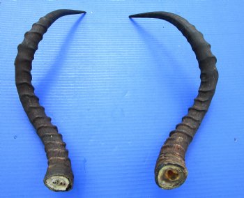 20-1/2 and 21-7/8 inches African Impala Horns with Bone Core (1 Right, 1 Left) - for $19 each