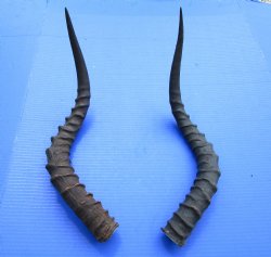 21-1/2 and 21-3/4 inches African Impala Horns with Bone Core (1 Right, 1 Left) - for $19 each