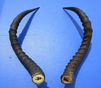 21-1/2 and 21-3/4 inches African Impala Horns with Bone Core (1 Right, 1 Left) - for $19 each