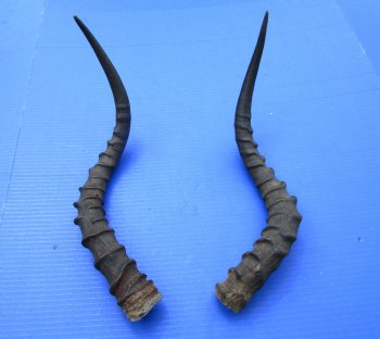 19-1/2 and 19-7/8 inches African Impala Horns with Bone Core (1 Right, 1 Left) - for $19 each