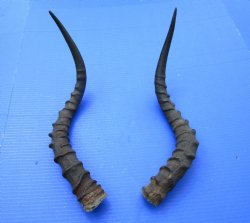 19-1/2 and 19-7/8 inches African Impala Horns with Bone Core (1 Right, 1 Left) - for $19 each