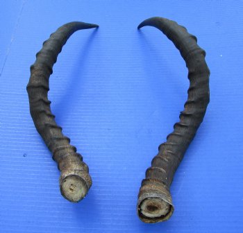 19-1/2 and 19-7/8 inches African Impala Horns with Bone Core (1 Right, 1 Left) - for $19 each