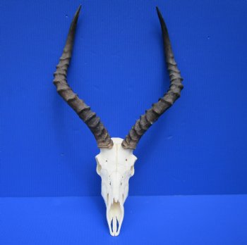 African Impala Skull with 19-1/4 and 19-3/4 inches Horns for $99.99